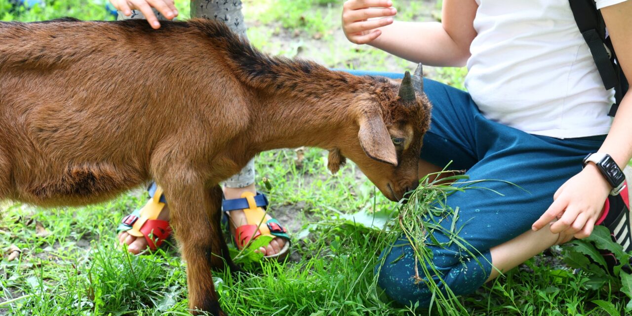 „Igen alapos munkát végeztek” – A 2. kerületi önkormányzat birkákkal és kecskékkel nyírta le a füvet – fotók