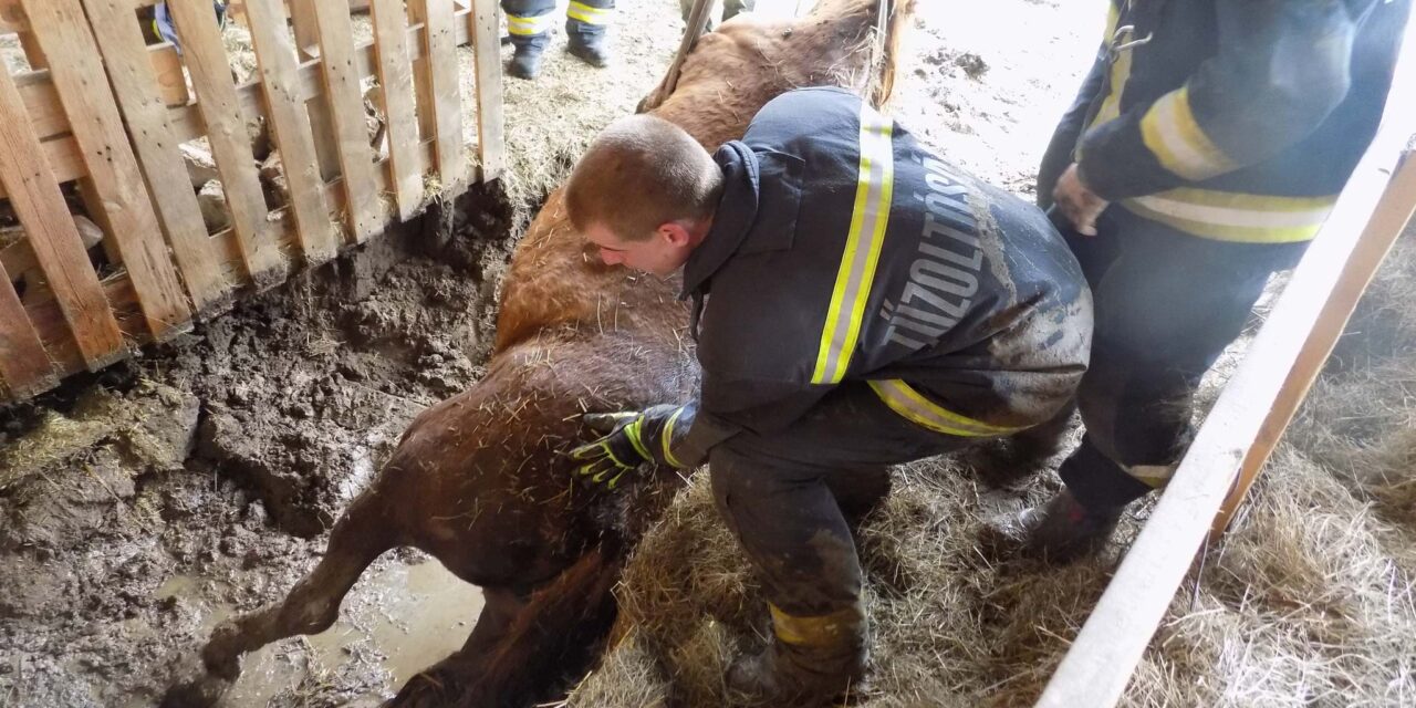„Kemény munka, sikeres manőver” – bravúros állatmentés, munkagép segítségével szabadítottak ki egy lovat az aknából
