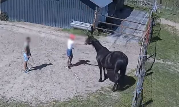 Kétszer is elloptak egy lovat a “cowboyok”, a fiatalok pechjére mindent felvett a kamera – VIDEÓ