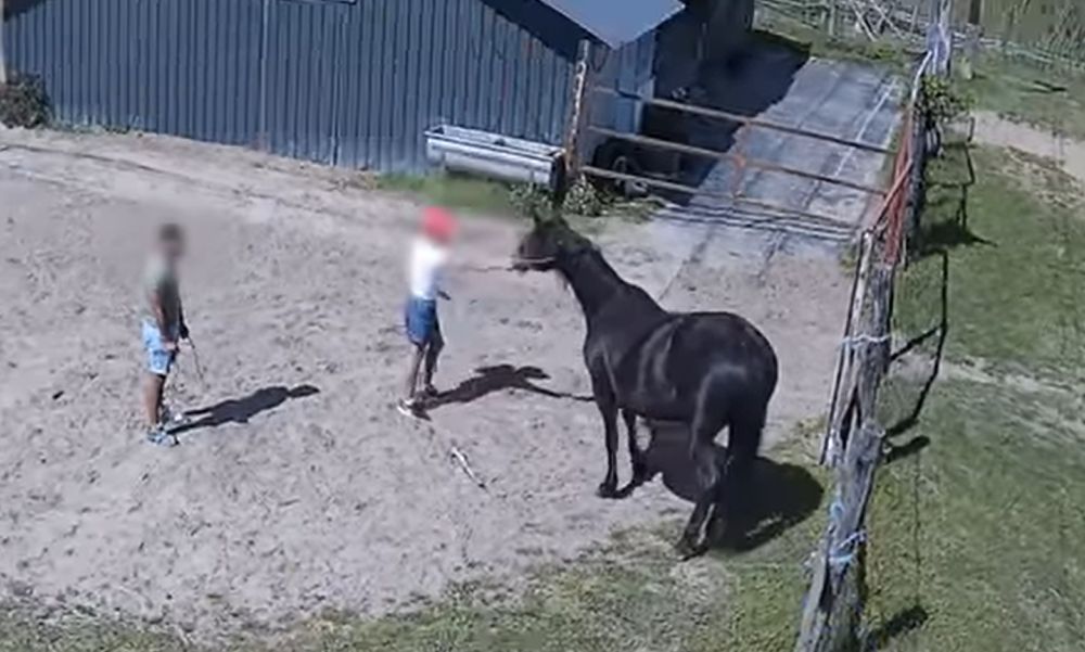 Kétszer is elloptak egy lovat a “cowboyok”, a fiatalok pechjére mindent felvett a kamera – VIDEÓ