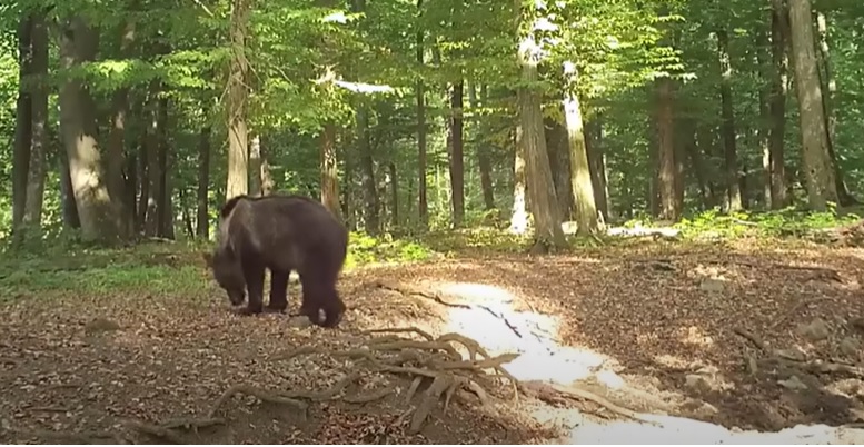 Megint felbukkant a Bükkben a medve: fotók is készültek róla, ahogyan a természetben kószál