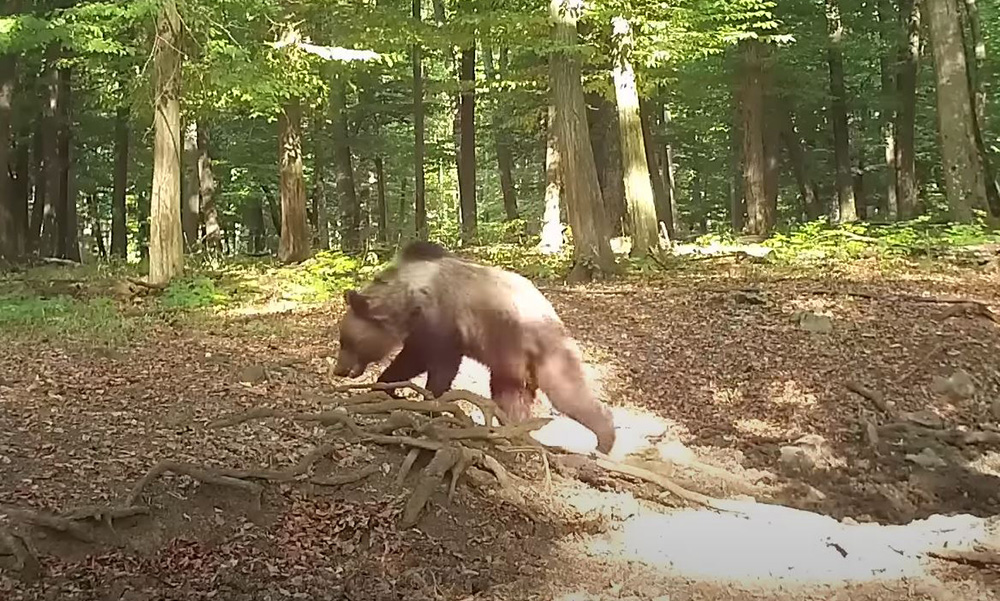 A Mihály nevet kapta a bükki medve, itt az első videó a vadállatról