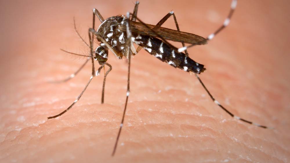 Figyelmeztet a hatóság: már 15-en betegedtek meg itthon a szúnyogok által terjesztett nyugat-nílusi láz miatt