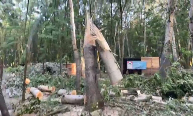 Drámai videón a pusztítás – Több állat elpusztult és hatalmas fák hasadtak ketté az ismert nagykőrösi szafariparkban