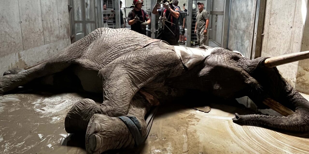 Ez aztán a bravúr! Talpra állították az 5 tonnás elefántot a tűzoltók: a 22 éves Pempe rosszul lett és szinte reménytelen helyzetbe került – FOTÓKKAL!