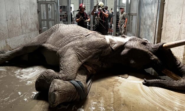 Ez aztán a bravúr! Talpra állították az 5 tonnás elefántot a tűzoltók: a 22 éves Pempe rosszul lett és szinte reménytelen helyzetbe került – FOTÓKKAL!