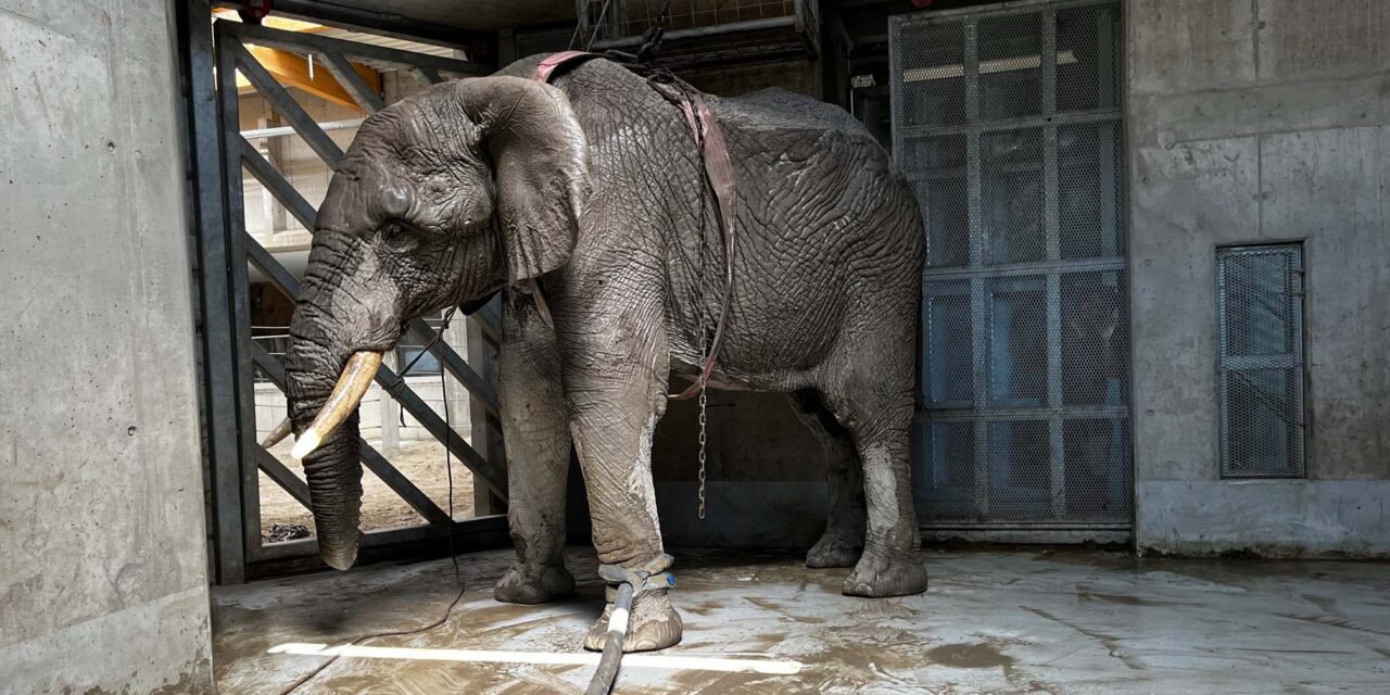 Felesége szeme láttára tapsota halálra a többtonnás elefánt a magyar turistát Srí Lankán