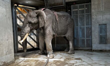 Felesége szeme láttára tapsota halálra a többtonnás elefánt a magyar turistát Srí Lankán