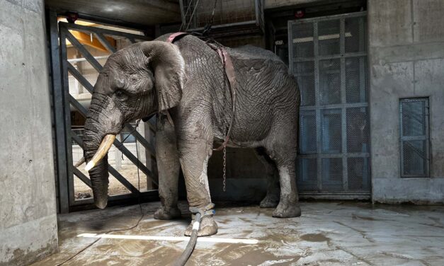 Felesége szeme láttára tapsota halálra a többtonnás elefánt a magyar turistát Srí Lankán