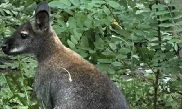 Elkapták a 18. kerületben megszökött kengurut, Beni visszakerült a gazdájához