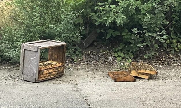 Életveszély a 11. kerületben: több ezer méh szabadult el egy kaptárból fényes nappal és emberekre támadtak az utcán