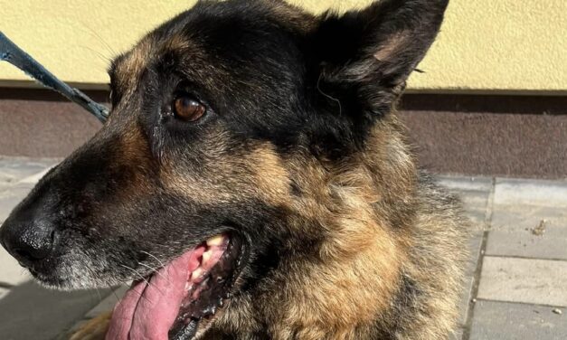 Rendőrt hívott az állatvédőkre az a pesterzsébeti férfi, aki korábban négyszer is megsebesített egy kutyát a kerítésen keresztül  