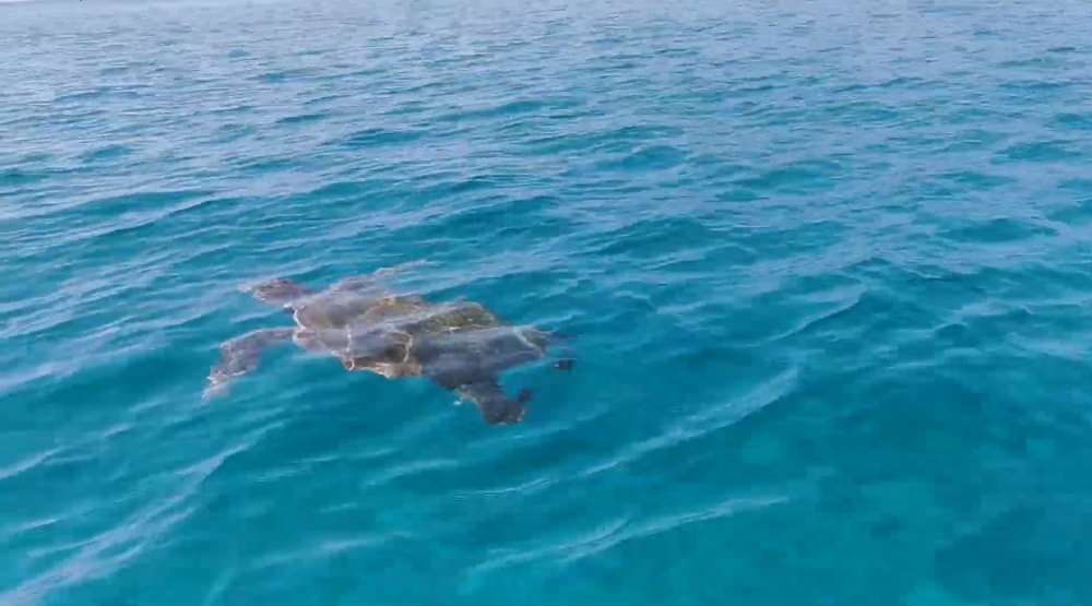 Rettegés az Adrián – Több turistát is megtámadtak Horvátországban az óriás teknősök