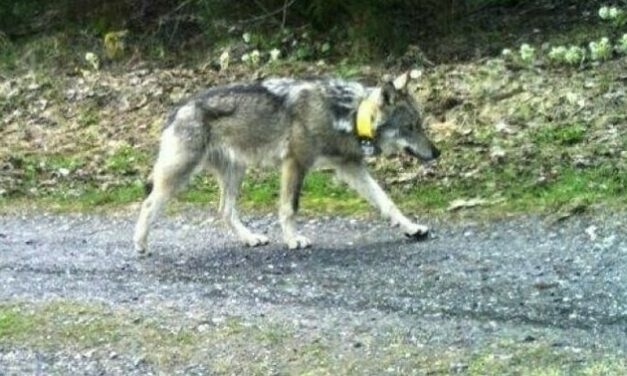 Egy 9 éves kisfiú lőtte le a Svájcból egészen Magyarországig kóborló jeladós farkast