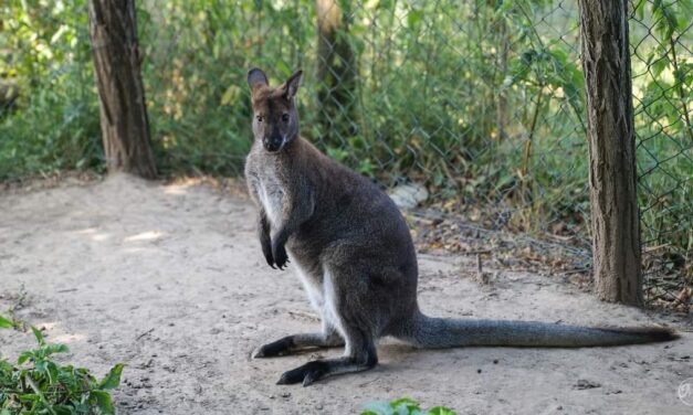 „Sajnos Jack nem lett meg” – Napok óta keresik az eltűnt móri kengurut, már hőkamerás drónt is bevetettek