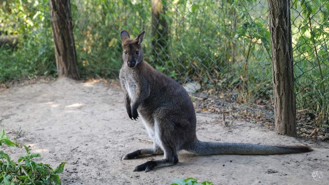 „Sajnos Jack nem lett meg” – Napok óta keresik az eltűnt móri kengurut, már hőkamerás drónt is bevetettek