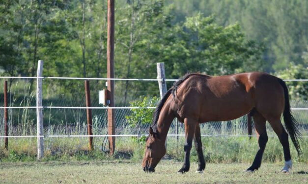 A villanypásztor telepítése: hogyan történik?