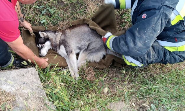 Elütötték, majd segítettek rajta: kutyát mentettek a tűzoltók egy csatornából KÉPEKKEL!