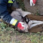 Állatkínzás: orvos helyett, az erdőbe vitte haldokló kutyáját a vecsési férfi, az állat életét már nem tudták megmenteni