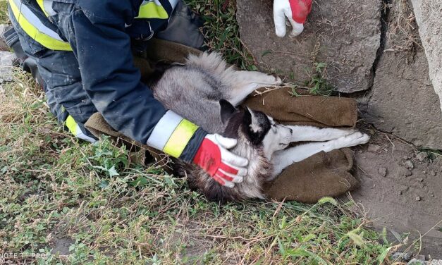 Állatkínzás: orvos helyett, az erdőbe vitte haldokló kutyáját a vecsési férfi, az állat életét már nem tudták megmenteni