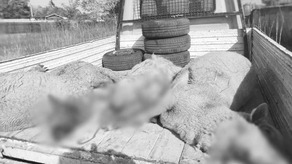 „4 ember kaphatta el a kis keresztlányom állatait” – Birkákat mészároltak le Őrbottyánban, 100 ezer forint jár a nyomravezetőnek