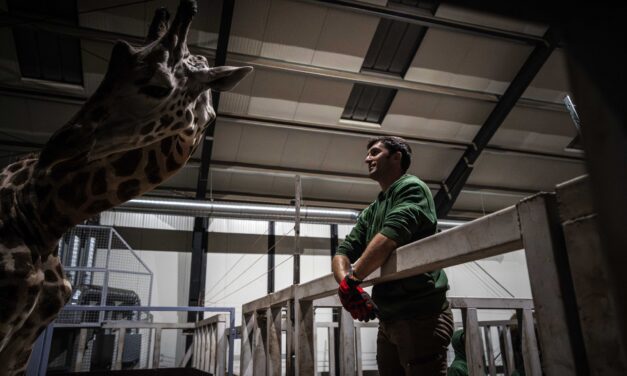 Ukrajnából kimenekített zsiráfbika érkezett a Richter Safari Parkba – fotók