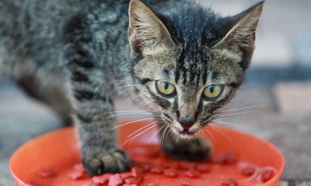 Útmutató a macskatáp kiválasztásához
