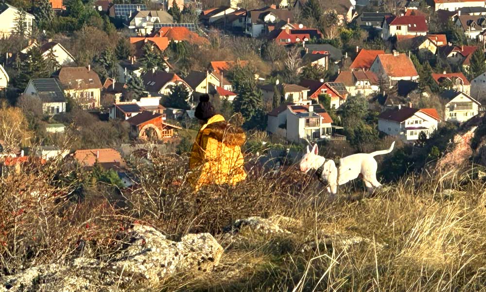 A titokzatos sárga dzsekis nő szabadon engedett pitbullal riogat Budaörsön, gyerekek közé engedi a harci kutyáját