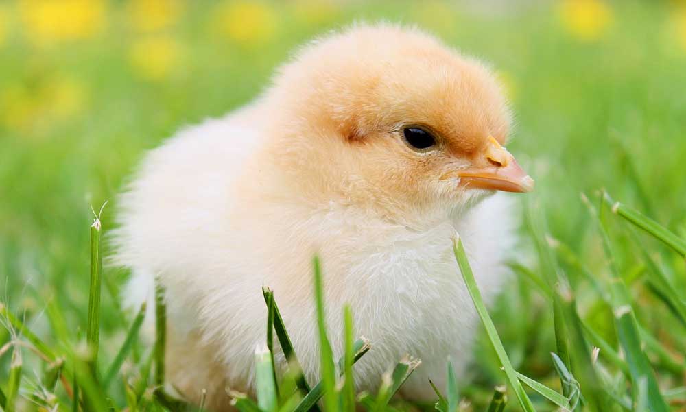 Antibiotikumok használata nélkül is lehet csirkéket nevelni?