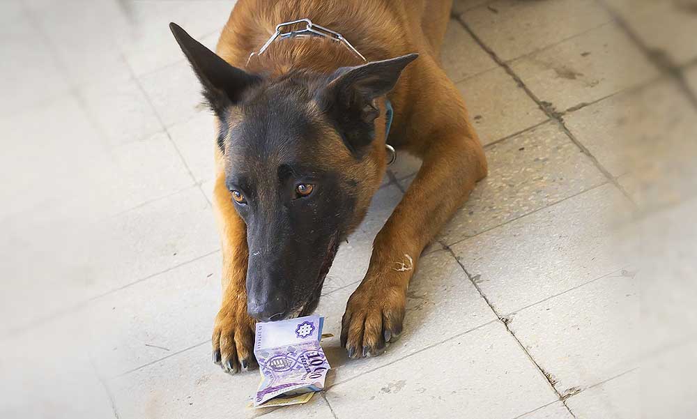 A pénznek igenis van szaga: A rendőrség egyetlen bankjegykereső kutyájának kiképzője a dunakeszi bázison dolgozik és pontosan tudja miért ugranak a bankjegyekre a kutyák