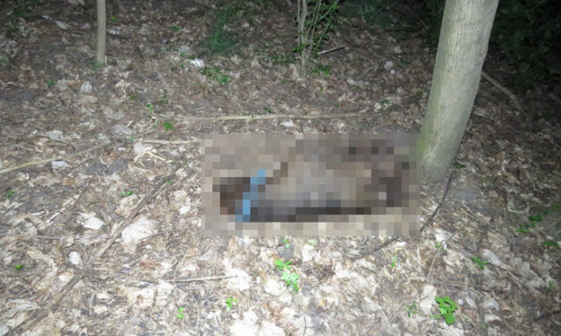 Kegyetlen állatkínzó: felakasztotta kutyáját egy férfi az erdőben, mert meg akart szabaulni tőle