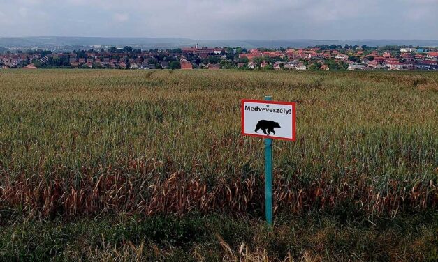 Medvét fotóztak Pest megyében, az önkormányzat táblákkal figyelmezteti a veszélyre a lakosokat