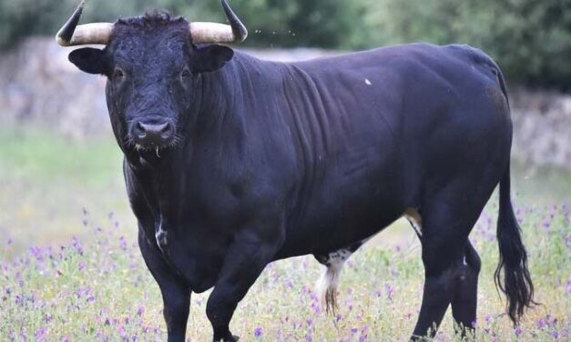 „Hiába volt ott Józsi bácsinál a vasvilla, nem tudta megvédeni magát – egy megvadult, 12 mázsás bika végzett a 76 éves bácsival a nógrádi tanyán