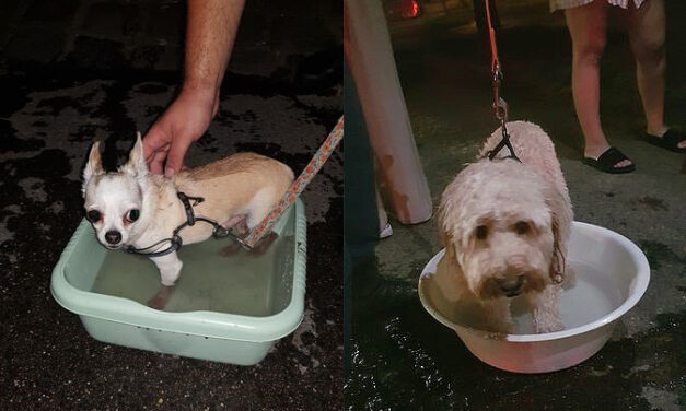 Két kutyát hagyott a felhevült autóban egy gazda a 13. kerületben, a rendőrök az utolsó pillanatban mentették meg az állatok életét