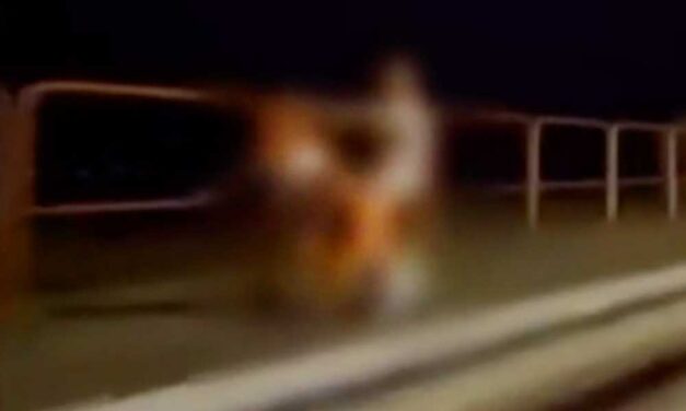 Barátnője hajába kapaszkodva, hátulról tolta-nyomta a férfi Szilviát, meglepő légyottot kaptak lencsevégre az utcán – VIDEÓ