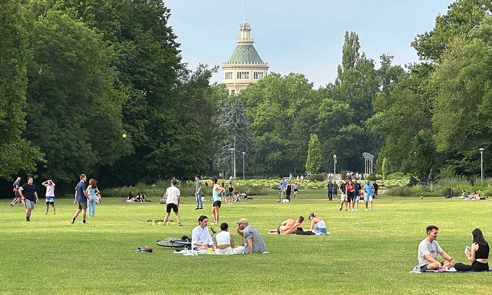 Az árvíz miatt ellensúlyokkal támasztották ki a fákat, a főpolgármester most bejelentette: végre újranyitják a Margitszigetet