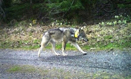 Lezárták a nyomozást a jeladós svájci farkasok kilövésének ügyében: az állat hetekig barangolt Budapesten és környékén, az egyik vadász 9 éves kisfia lőtte le