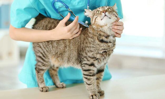 Macska-vesebetegség – Így óvd meg cicád egészségét!