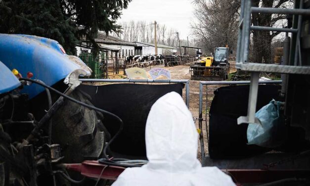 Borzalmas felvételek készültek a dögtemetőben: a leölt marhák testrészei állnak ki a földből, sötét folyadék és gázok törnek fel a gödörből – videó a cikkben