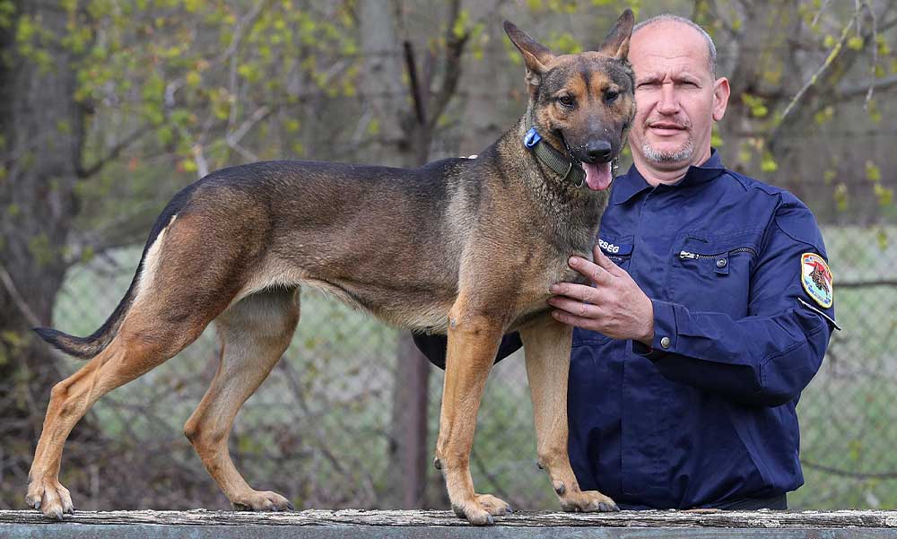 “Nincs olyan drog, amit ne szagolna ki Pötyi” – állítja a dunakeszi kiképzőközpont korábbi trénere, a most is bevetésekre járó Ungvári László