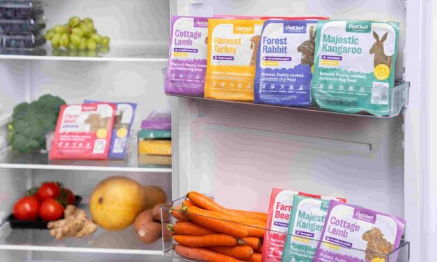 3 ok, amiért mindent megrágcsálnak a kutyák