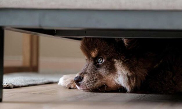 Miért pisil be a szobatiszta kutya: lehetséges okok és megoldások