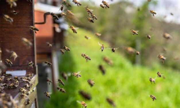 Az apitoxin ereje: természetes gyógyír fájdalom és gyulladás ellen