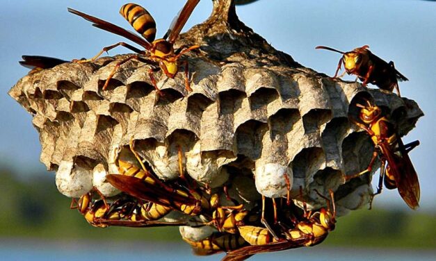 A darázsirtás fontossága a meleg beköszöntével