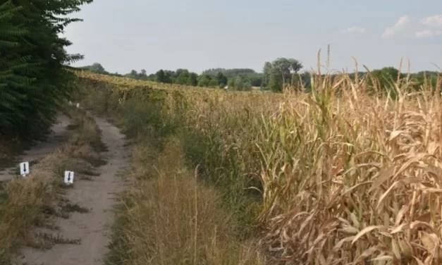 „Annyira biztos vagyok abban, hogy elrabolták tőle a babánkat majd megölték” – megszólalt a holtan talált kéthetes csecsemő édesapja