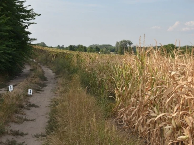 „Annyira biztos vagyok abban, hogy elrabolták tőle a babánkat majd megölték” – megszólalt a holtan talált kéthetes csecsemő édesapja