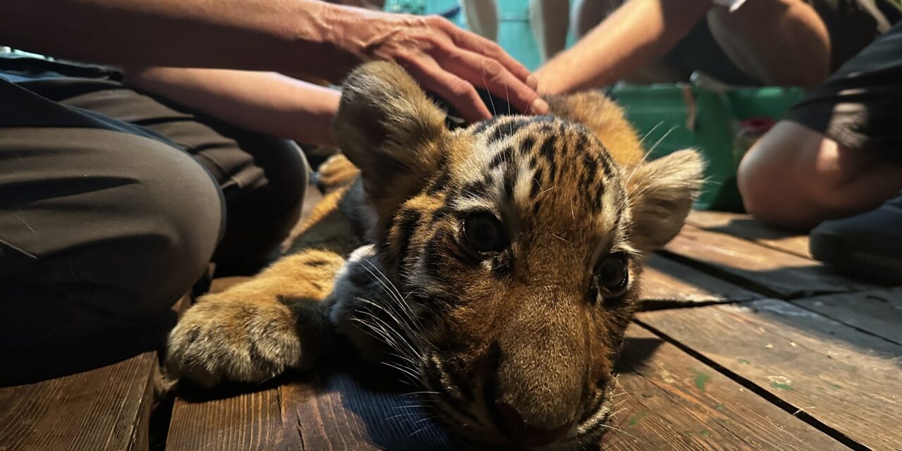„Órái lehettek hátra” – elaltatták a napokban agyvérzést kapott kistigrist a fővárosi állatkertben