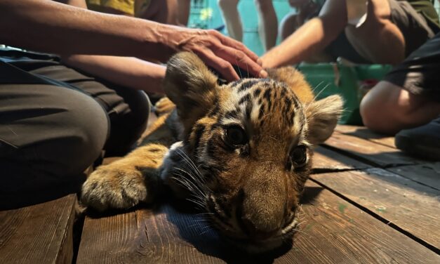 „Órái lehettek hátra” – elaltatták a napokban agyvérzést kapott kistigrist a fővárosi állatkertben