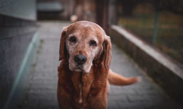 Kutyák látásvesztése: Hogyan segíthetsz vak vagy gyengénlátó kedvencednek?