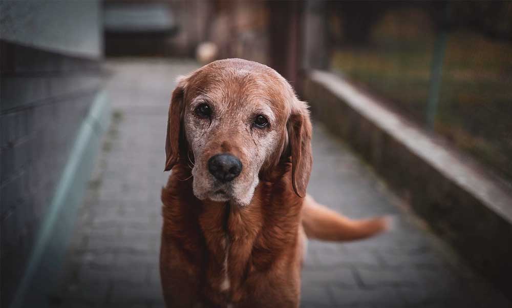 Kutyák látásvesztése: Hogyan segíthetsz vak vagy gyengénlátó kedvencednek?